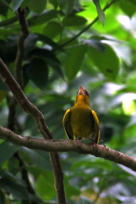 Photo Oiseaux Verdier d'Europe (Chloris chloris)