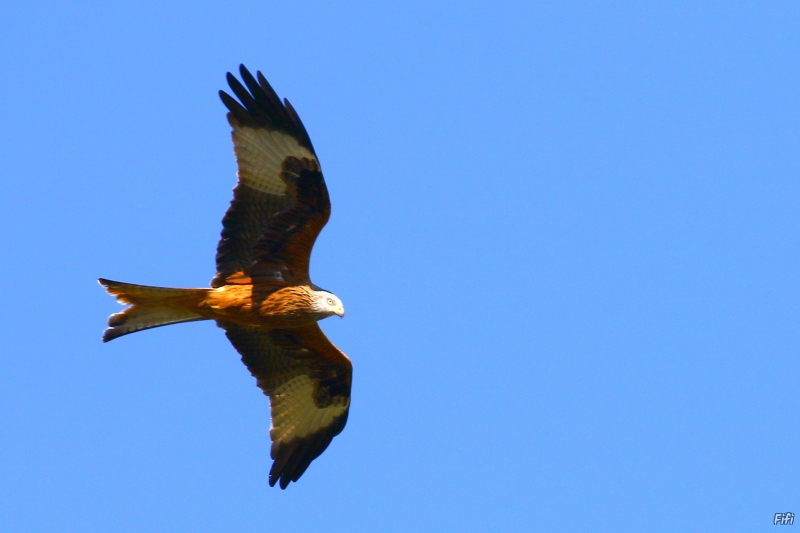 Photo Oiseaux Milan royal (Milvus milvus)