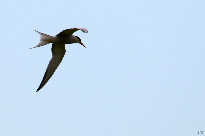 Photo Oiseaux Sterne pierre-garin (Sterna hirundo)