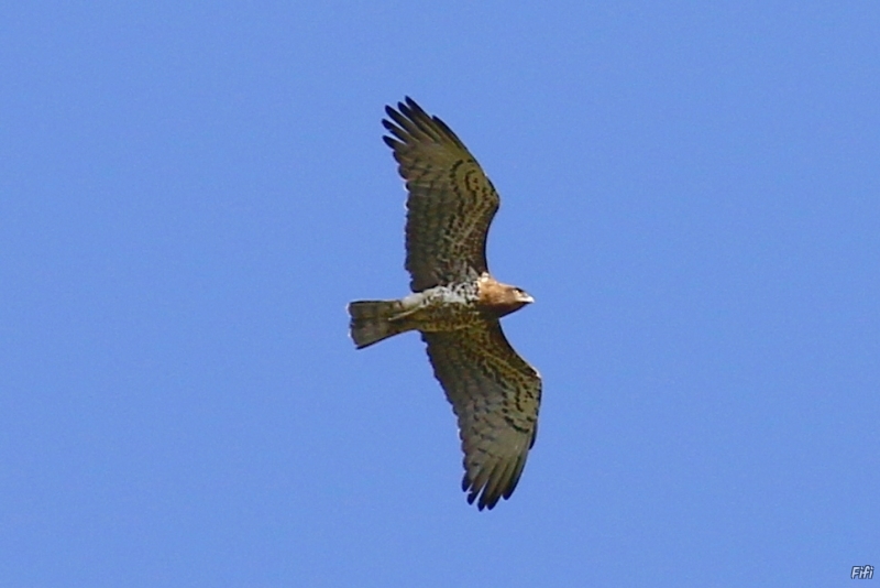 Photo Oiseaux Circaète Jean-le-Blanc (Circaetus gallicus)