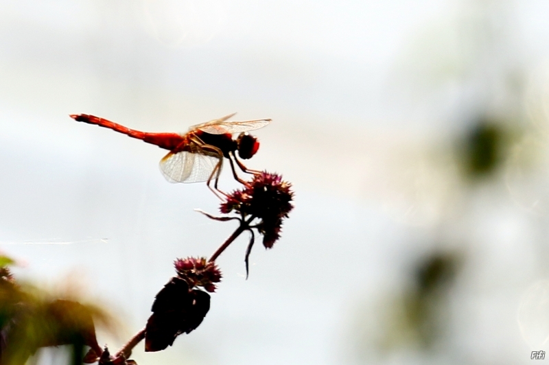 Photo Insectes Libellule écarlate (Crocothemis erythraea)