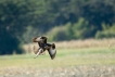 Oiseaux
