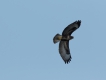 Oiseaux