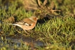 Oiseaux Pinson des arbres (Fringilla coelebs)