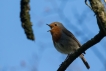 Oiseaux Rouge gorge familier
