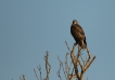 Oiseaux