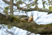 Oiseaux Sittelle torchepot