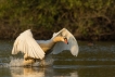 Oiseaux Cygne tuberculé