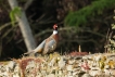 Oiseaux Faisan de Colchide ( Phasianus colchicus ) .