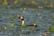 Oiseaux Grèbe huppé avec son  repas