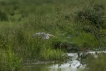 Oiseaux