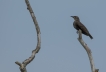 Oiseaux