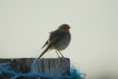 Oiseaux Rouge gorge familier