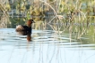 Oiseaux