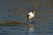 Oiseaux avocette elegante