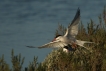 Oiseaux Sterne pierre-garin