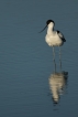 Oiseaux avocette elegante