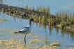 Oiseaux avocette elegante