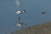 Oiseaux avocette elegante