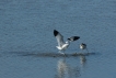 Oiseaux avocette elegante