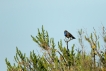 Oiseaux Gorgebleue à miroir (Luscinia svecica)