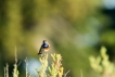 Oiseaux Gorgebleue à miroir (Luscinia svecica)