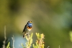 Oiseaux Gorgebleue à miroir (Luscinia svecica)