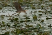 Oiseaux Héron pourpré (Ardea purpurea)
