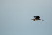  Héron pourpré (Ardea purpurea)