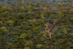 Oiseaux Héron pourpré (Ardea purpurea)