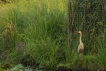 Oiseaux Héron pourpré (Ardea purpurea)