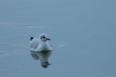 Oiseaux mouette pygmée