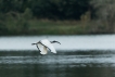  Ibis sacré (Threskiornis aethiopicus)