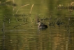Oiseaux Grèbe castagneux