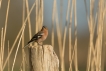 Oiseaux Pinson des arbres