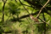 Oiseaux Rousserolle effarvatte (Acrocephalus scirpaceus)