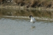 Oiseaux avocette elegante