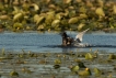 Photo nature