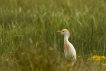Photo nature