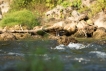 Oiseaux Cincle plongeur (Cinclus inclus)