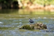 Oiseaux Cincle plongeur (Cinclus inclus)