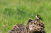 Oiseaux