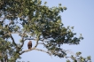 Oiseaux