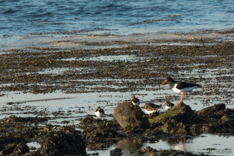 Photo Oiseaux Huîtrier pie (Haematopus ostralegus)
