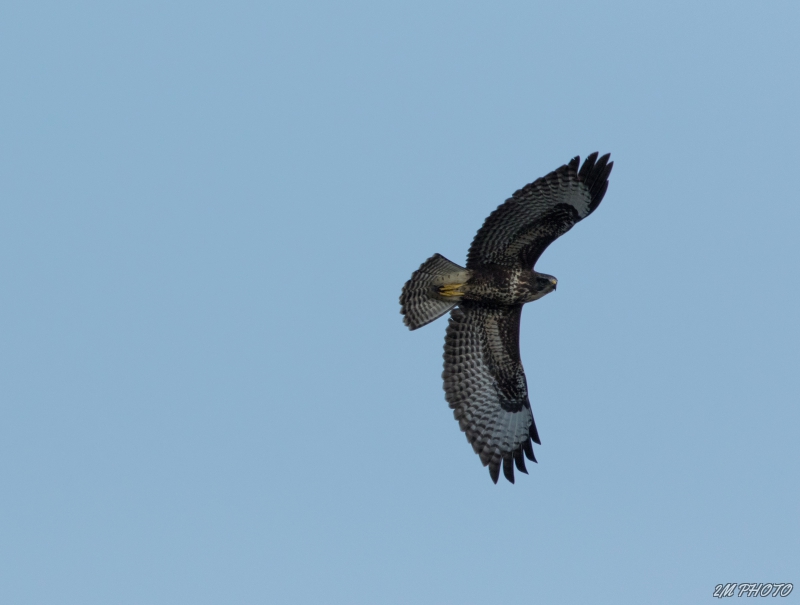 Photo Oiseaux