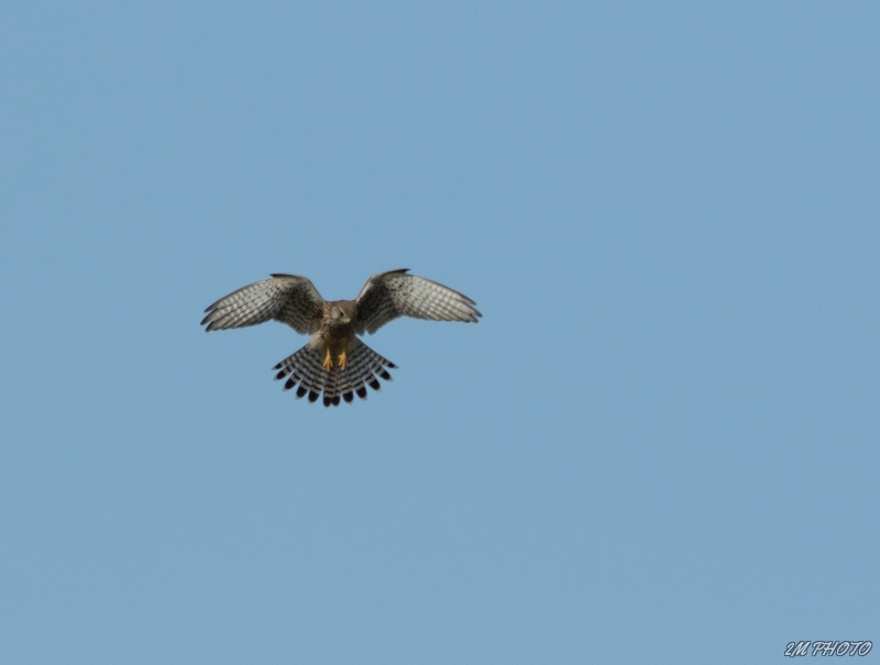 Photo Oiseaux