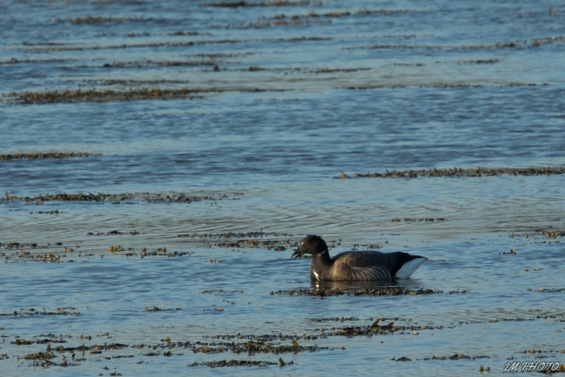 Photo Oiseaux Bernache cravant