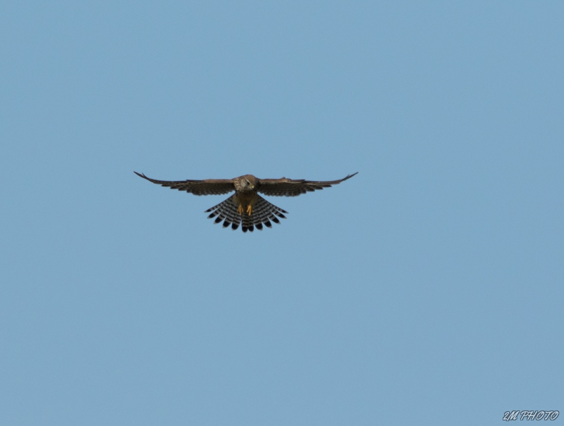 Photo Oiseaux