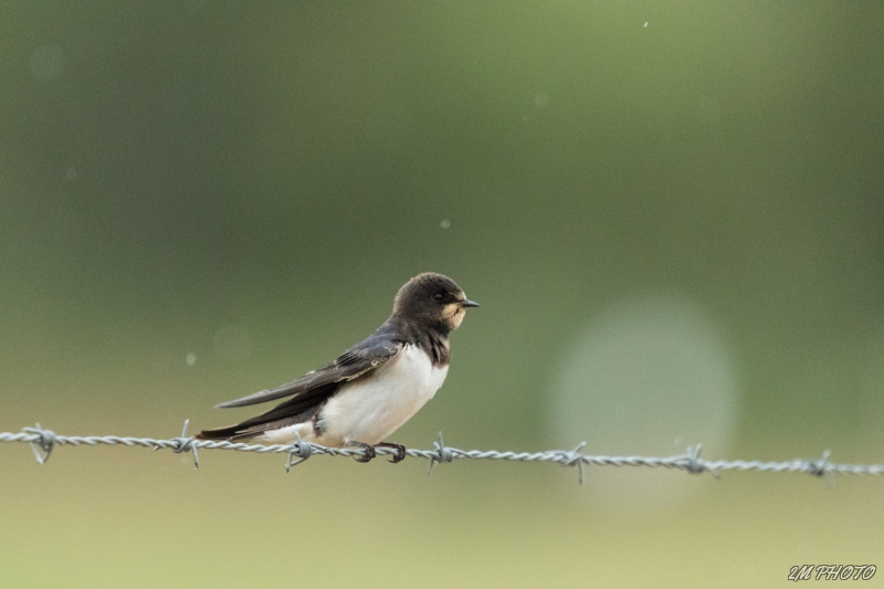 Photo Oiseaux