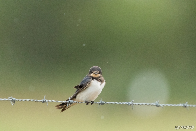 Photo Oiseaux